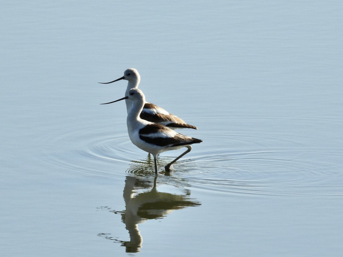 American Avocet - ML645713265