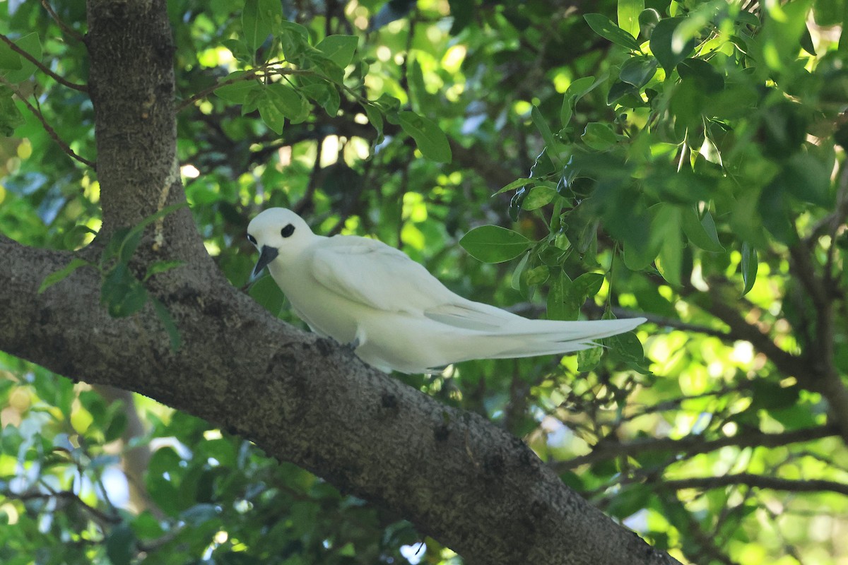 Blue-billed White-Tern - ML645713280