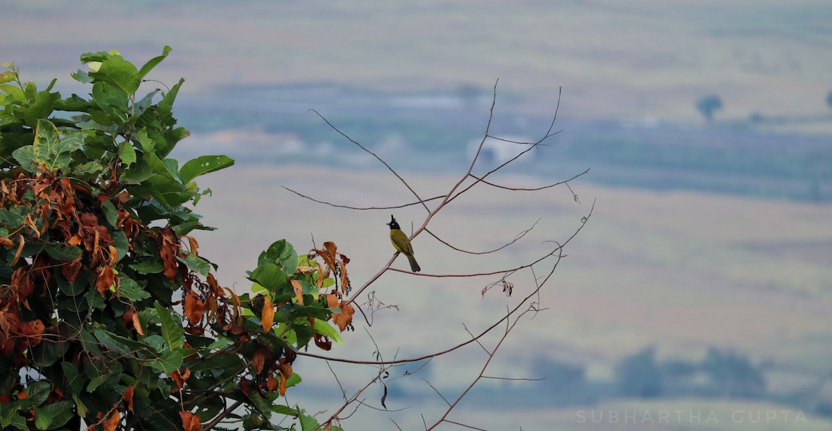 Black-crested Bulbul - ML645713289