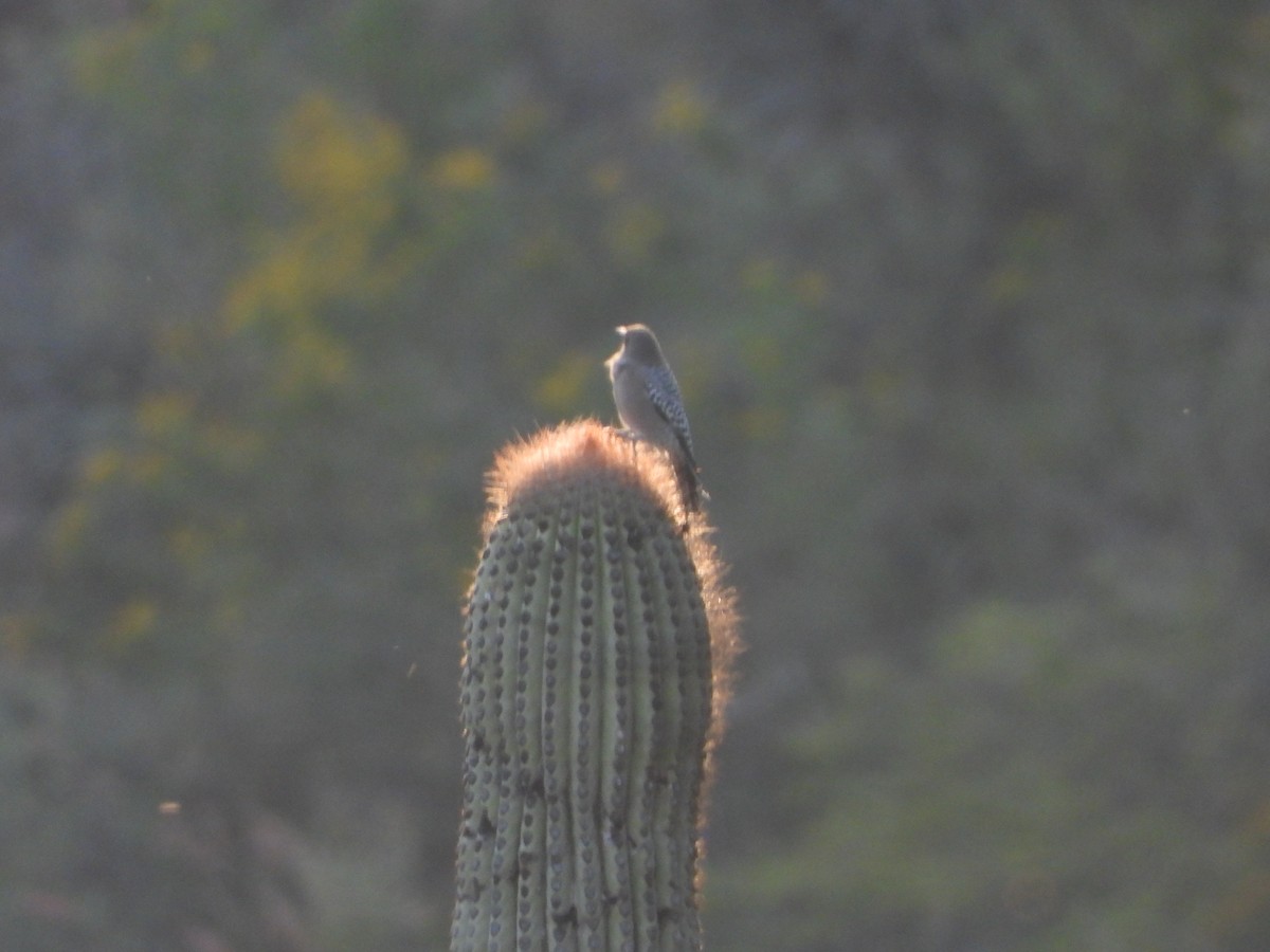 Gray-breasted Woodpecker - ML645713290