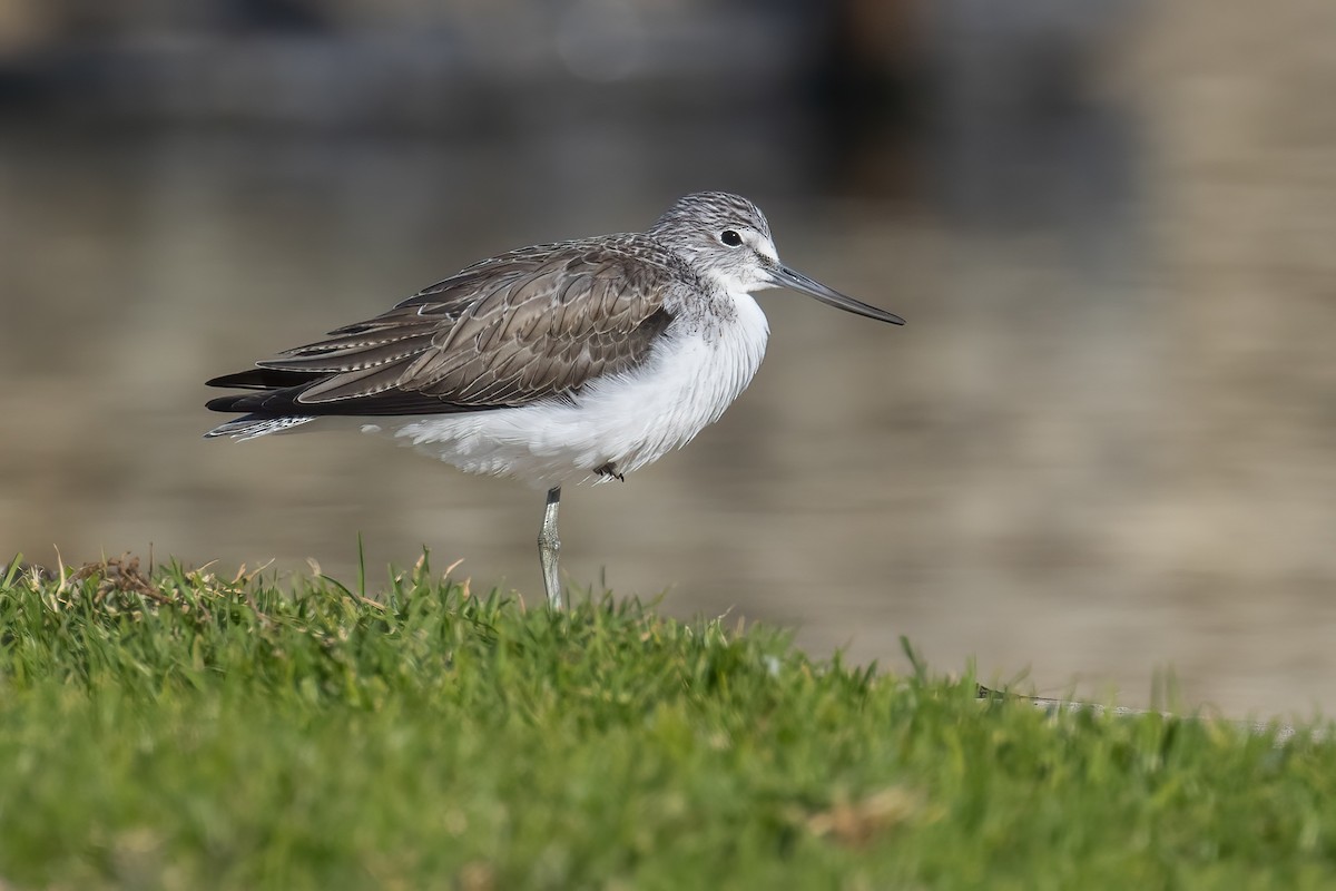Common Greenshank - ML645713292