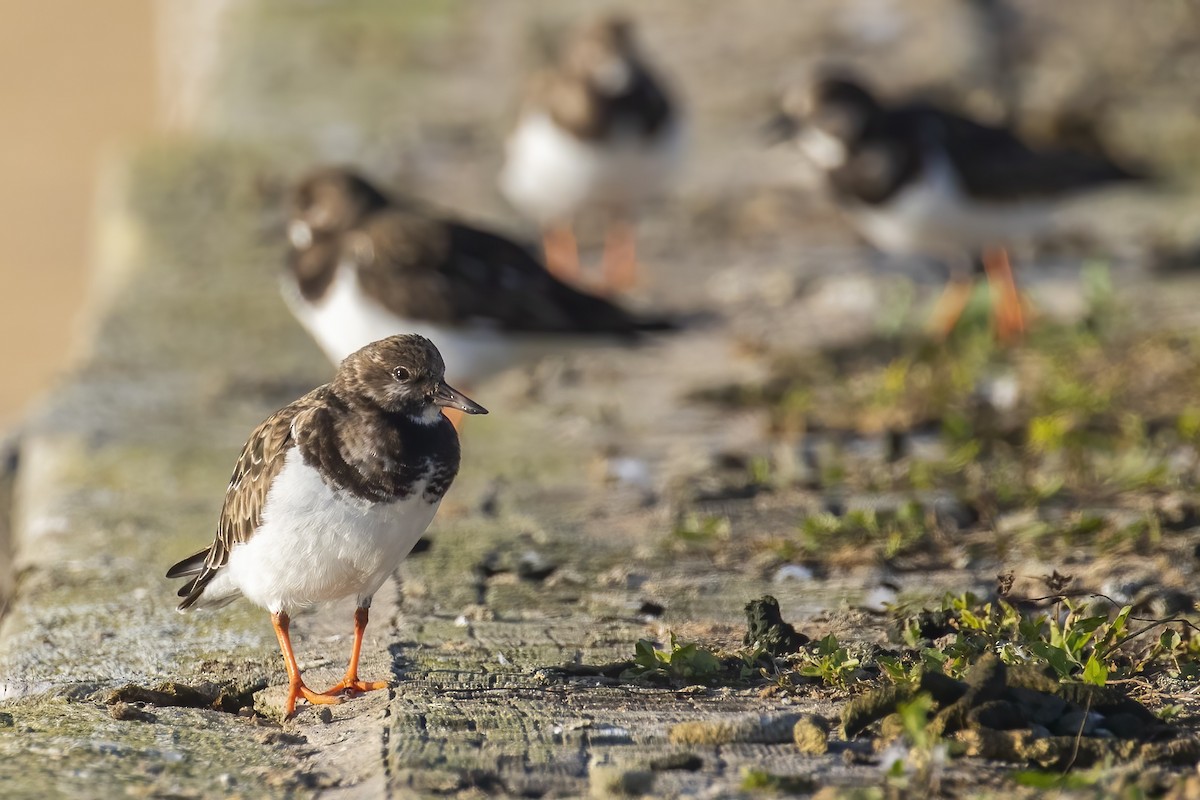 Ruddy Turnstone - ML645713296
