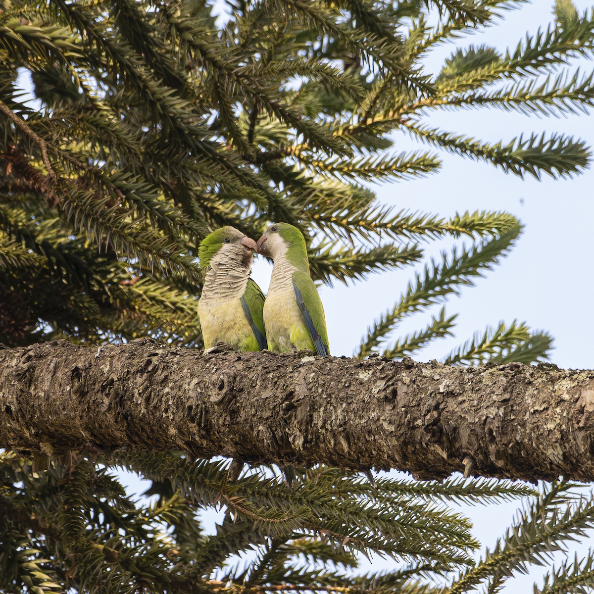 Monk Parakeet - ML645713297
