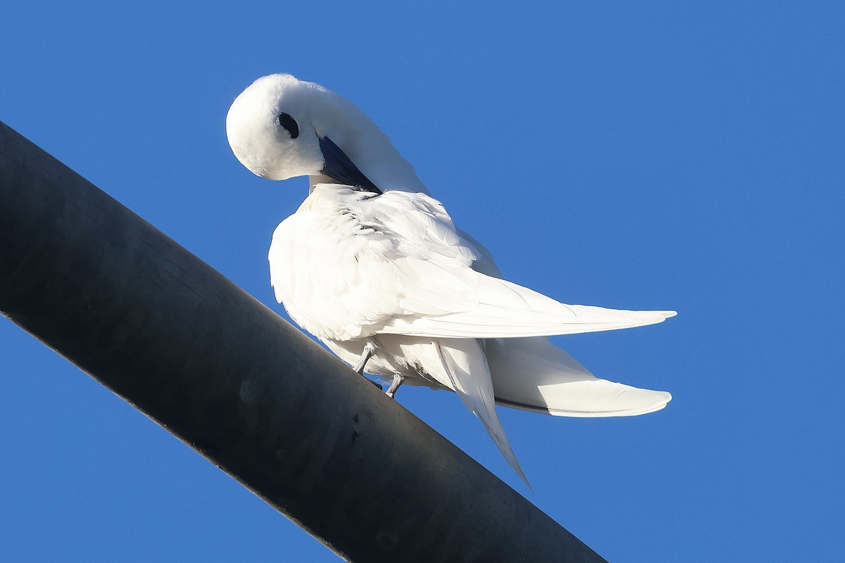 Black-crowned Night Heron - ML645713298