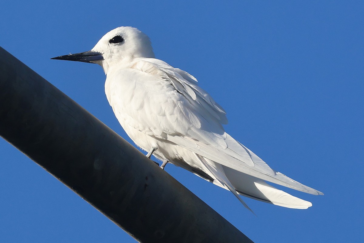 Black-crowned Night Heron - ML645713299