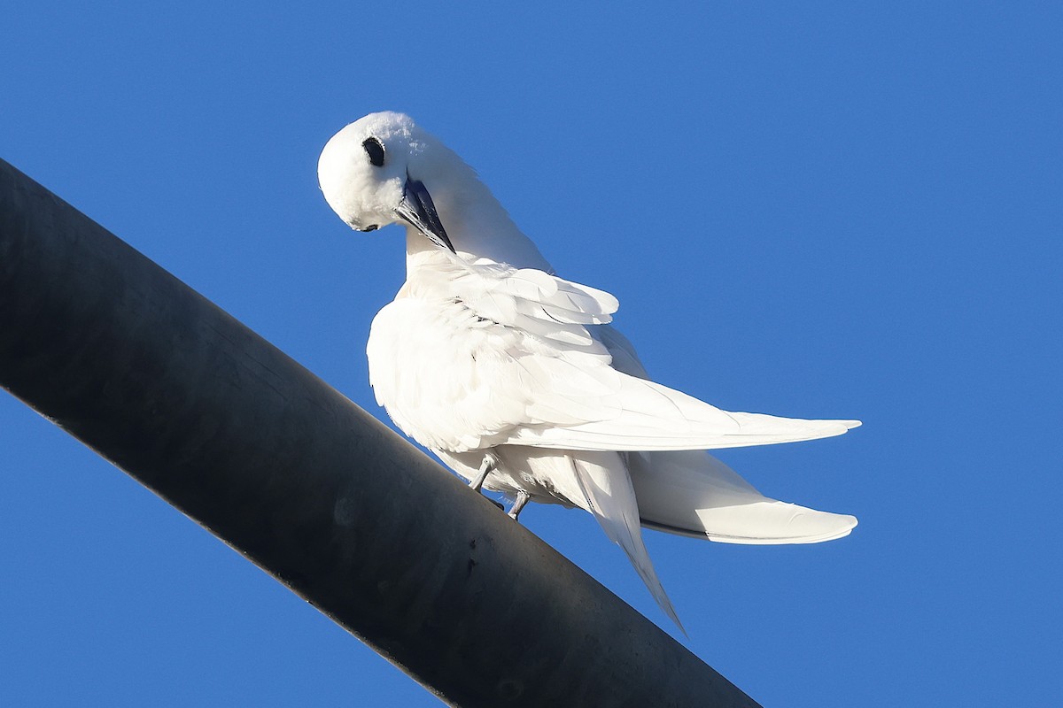 Black-crowned Night Heron - ML645713300