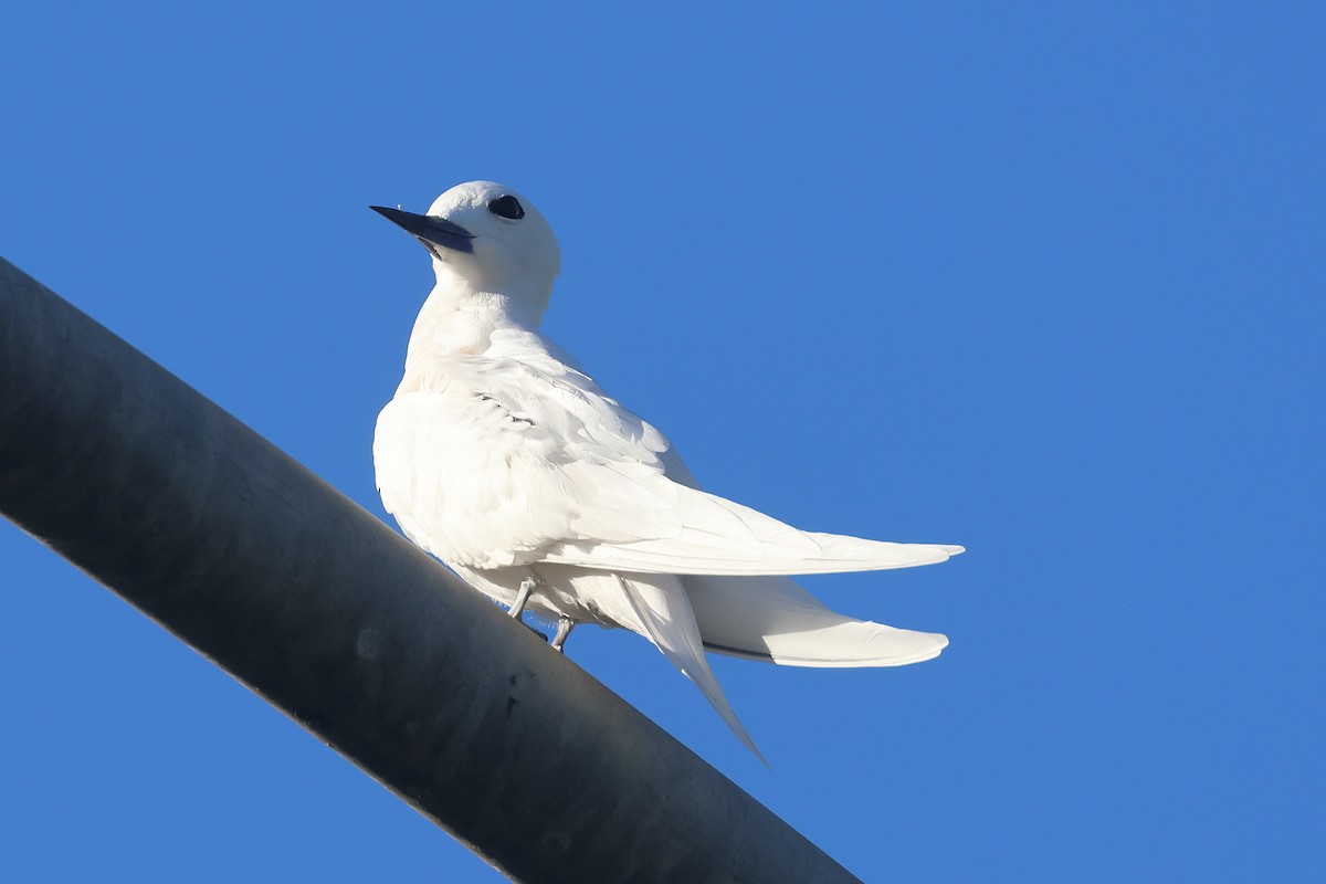 Black-crowned Night Heron - ML645713301