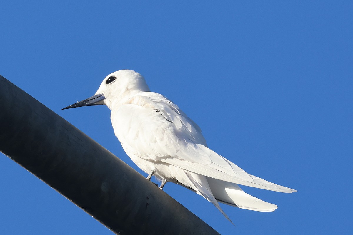 Black-crowned Night Heron - ML645713302