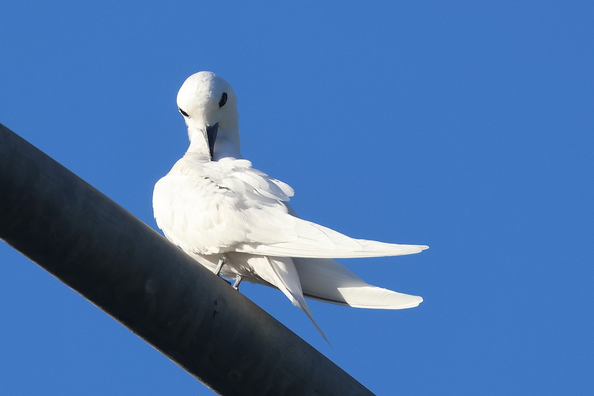 Black-crowned Night Heron - ML645713303
