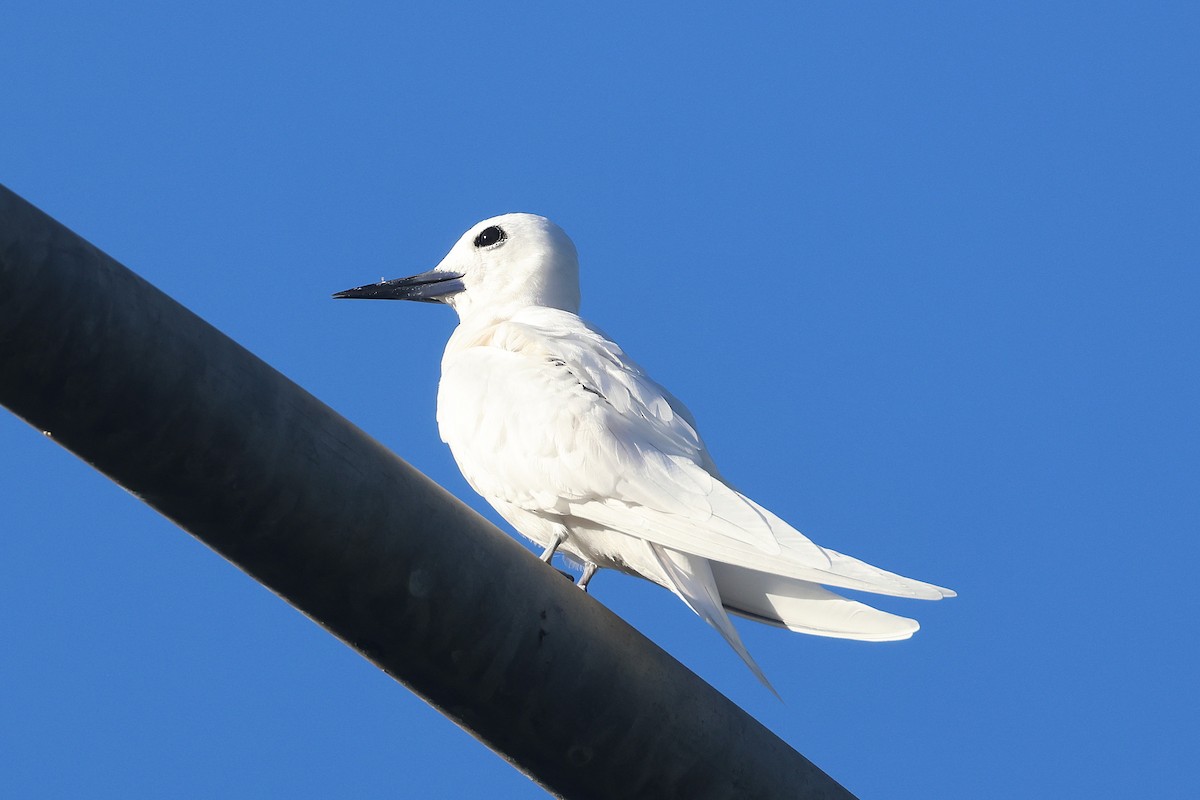 Black-crowned Night Heron - ML645713304