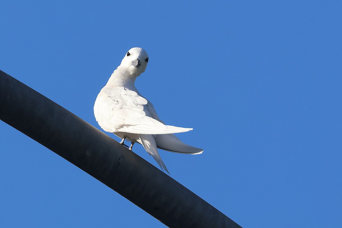 Black-crowned Night Heron - ML645713305