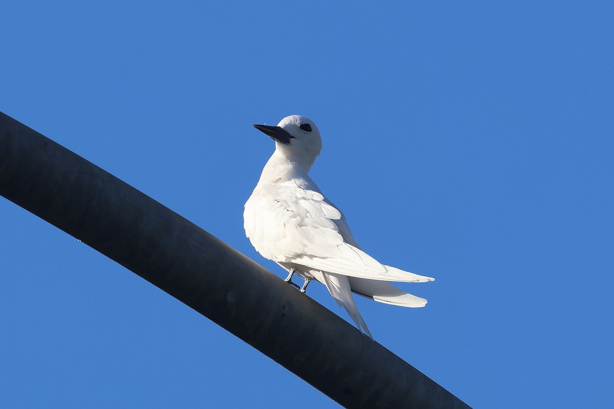 Black-crowned Night Heron - ML645713306