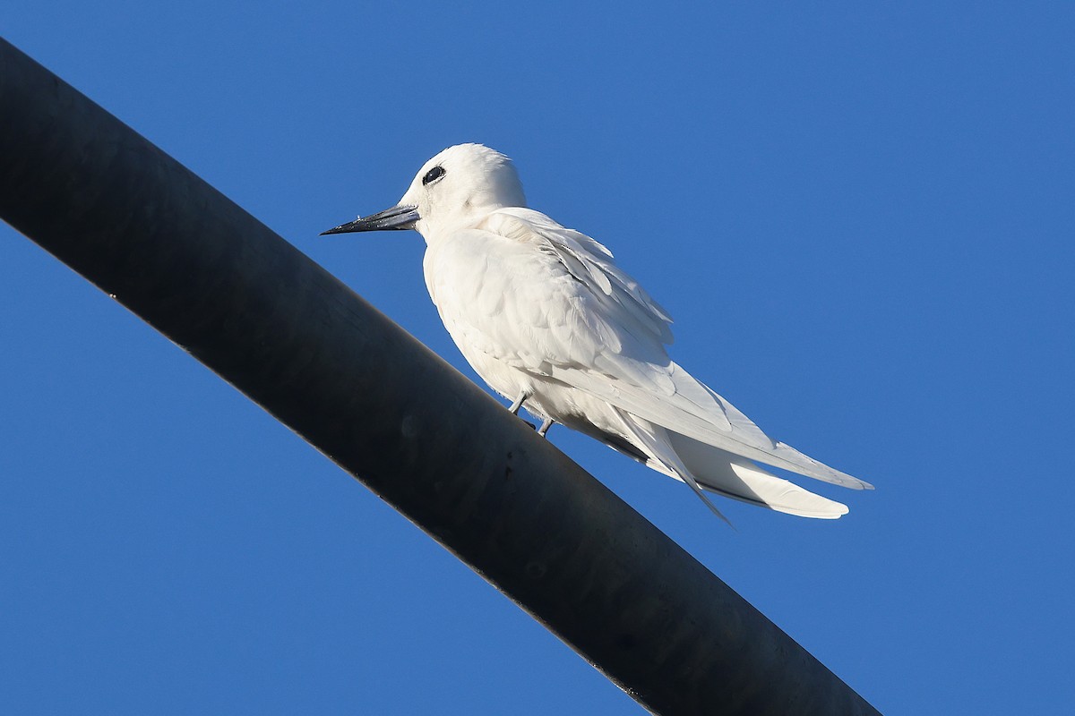 Black-crowned Night Heron - ML645713307