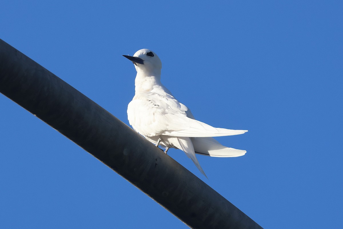 Black-crowned Night Heron - ML645713308