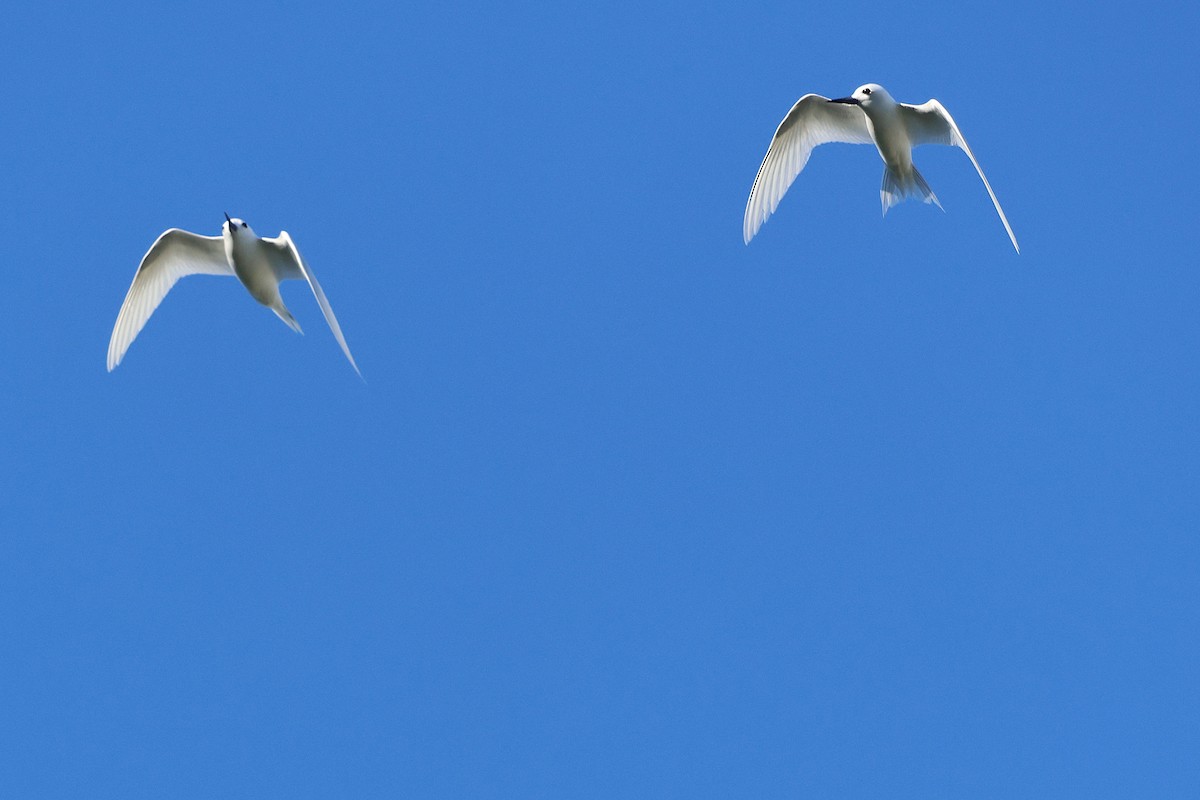 Black-crowned Night Heron - ML645713309