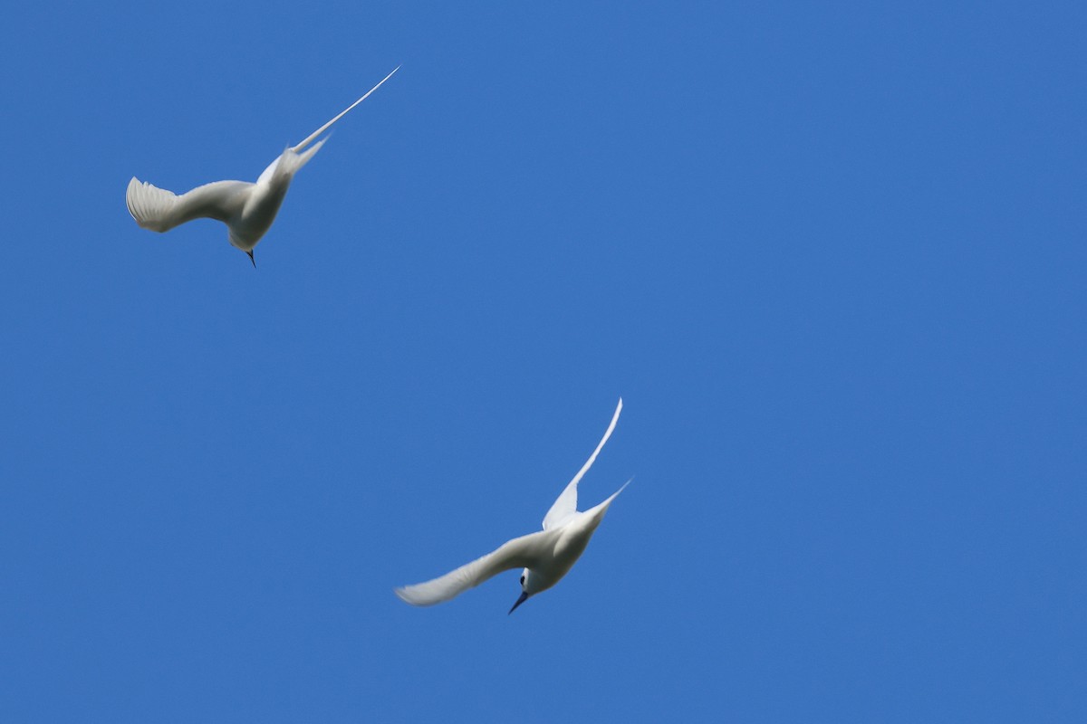 Black-crowned Night Heron - ML645713310