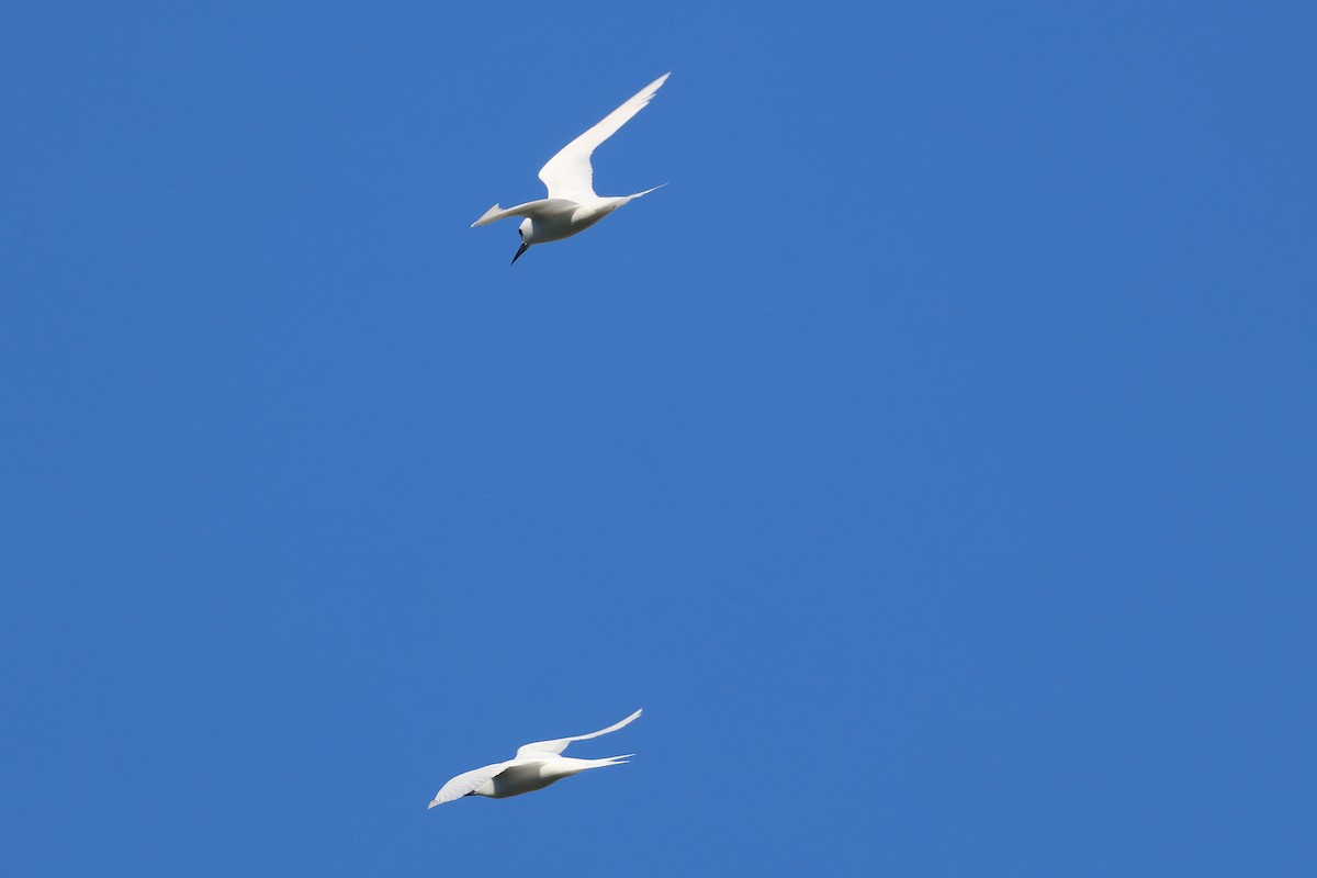 Black-crowned Night Heron - ML645713311