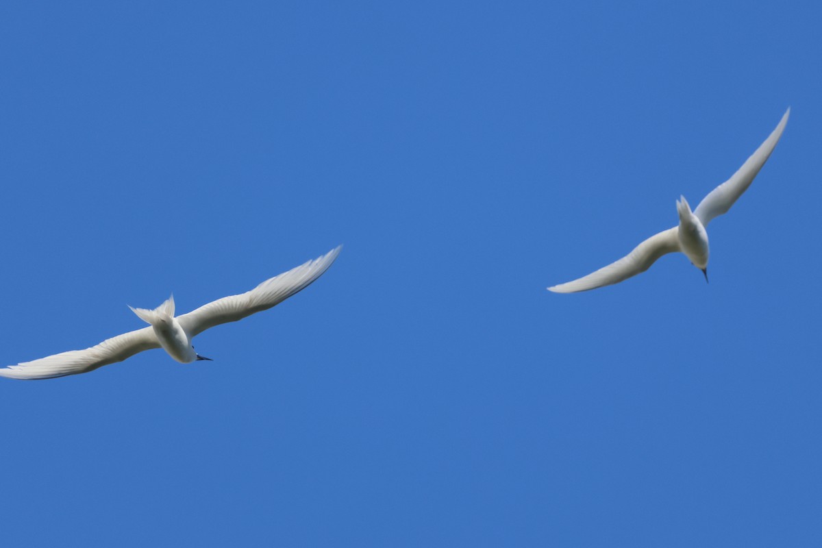 Black-crowned Night Heron - ML645713312