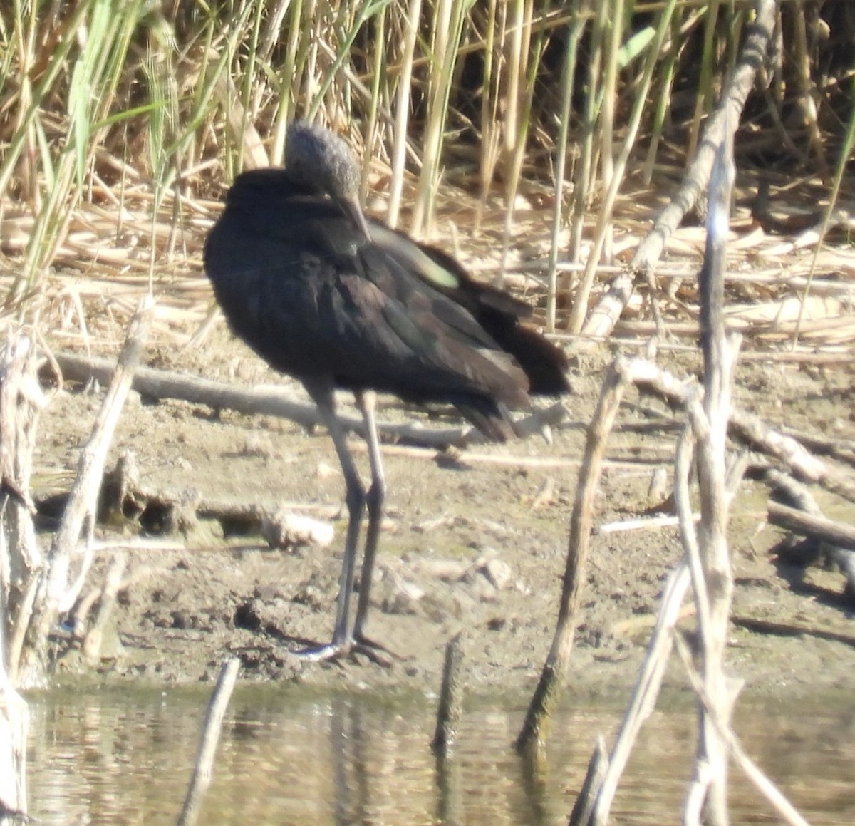 Glossy Ibis - ML645713313