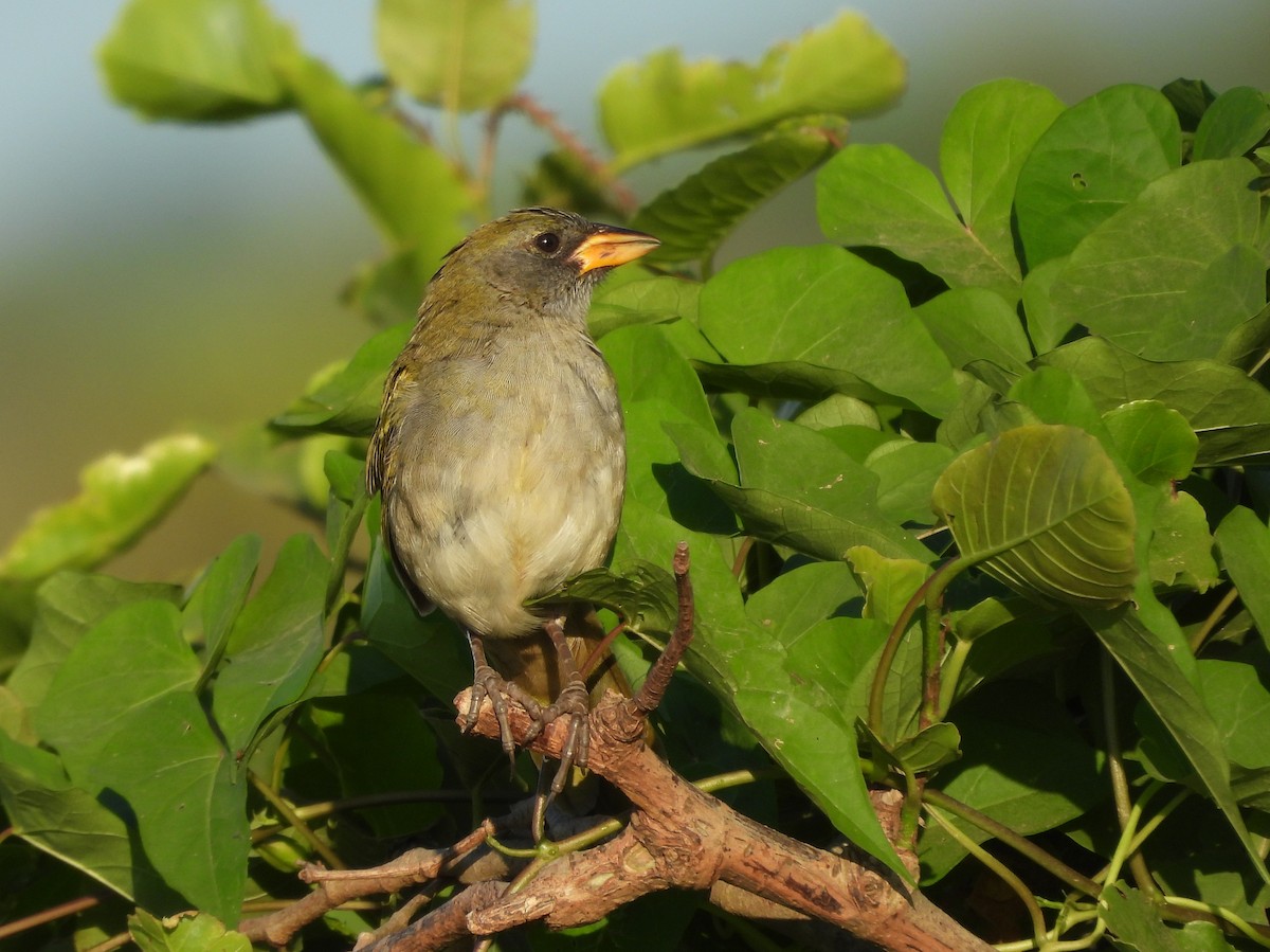 Great Pampa-Finch - ML645713314