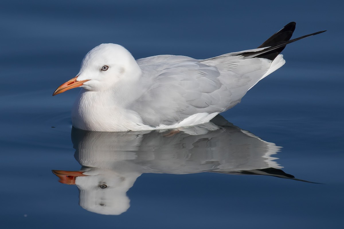 Slender-billed Gull - ML645713315