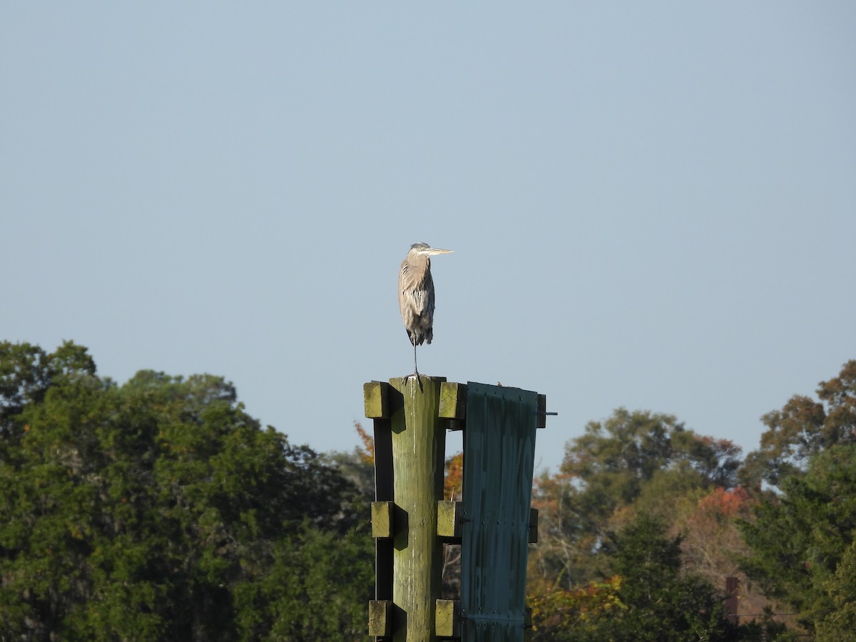 Great Blue Heron - ML645713325
