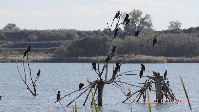Great Cormorant (Eurasian) - ML645713327