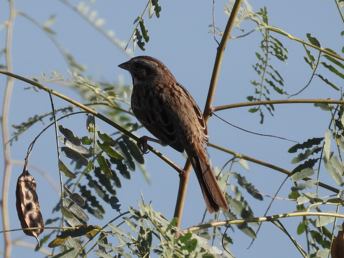 Song Sparrow - ML645713361