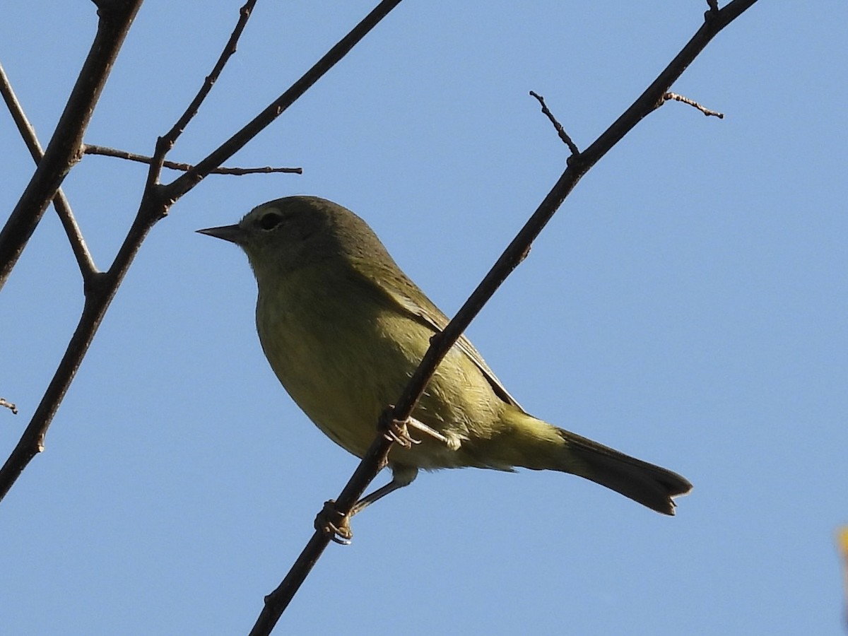 Orange-crowned Warbler - ML645713381