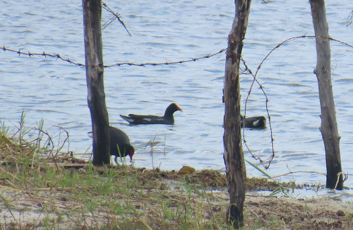 Американская камышница - ML645713390