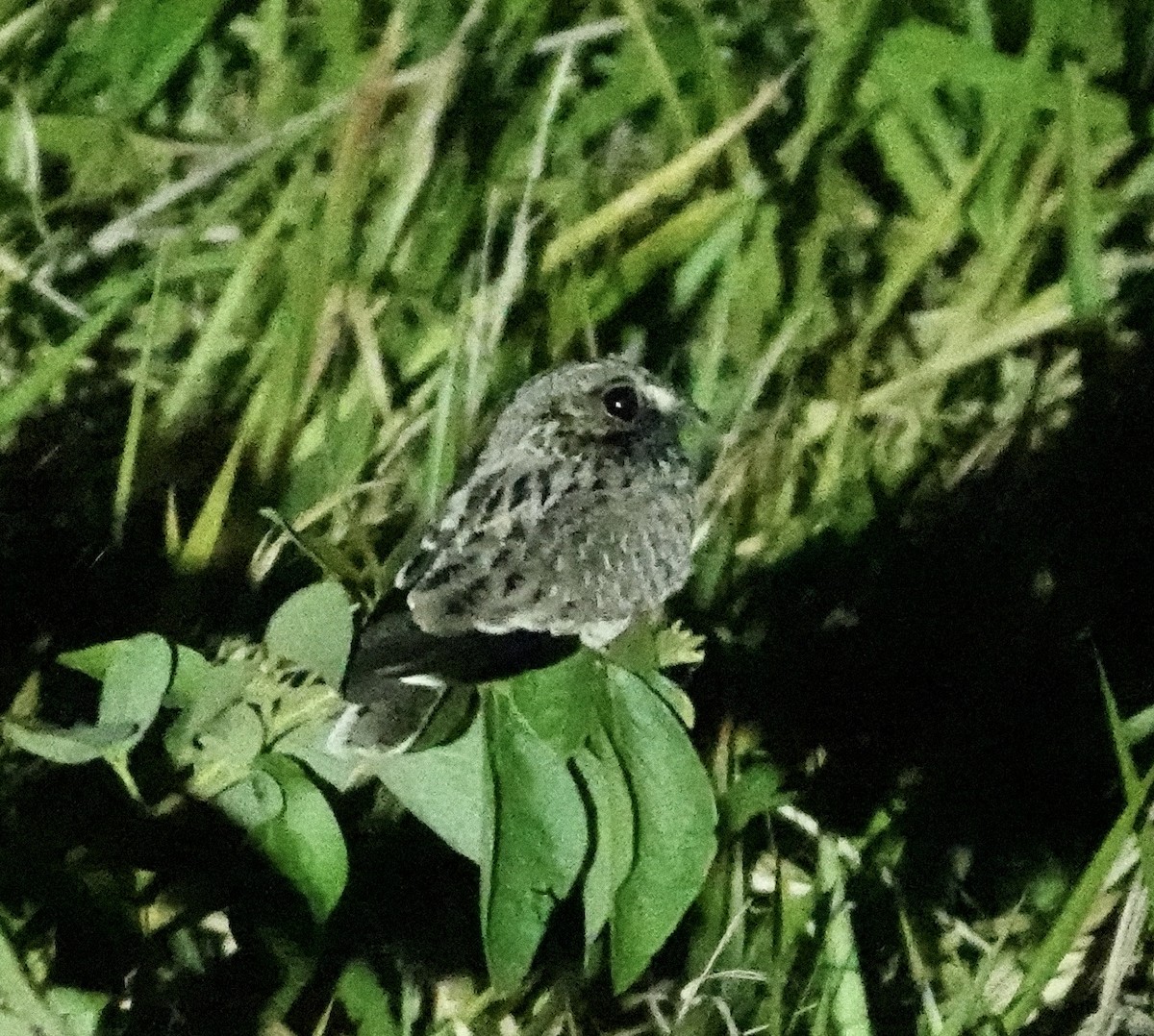 Sichelschwingen-Nachtschwalbe - ML645713392