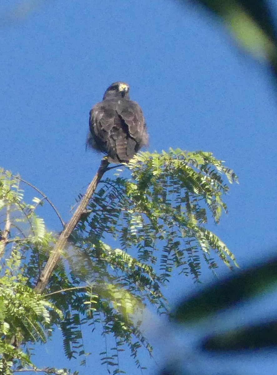 Zone-tailed Hawk - ML645713403