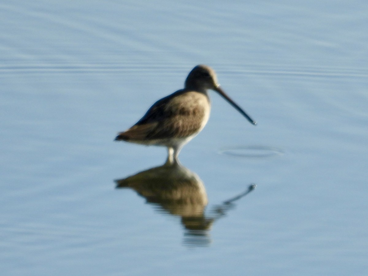 Long-billed Dowitcher - ML645713406