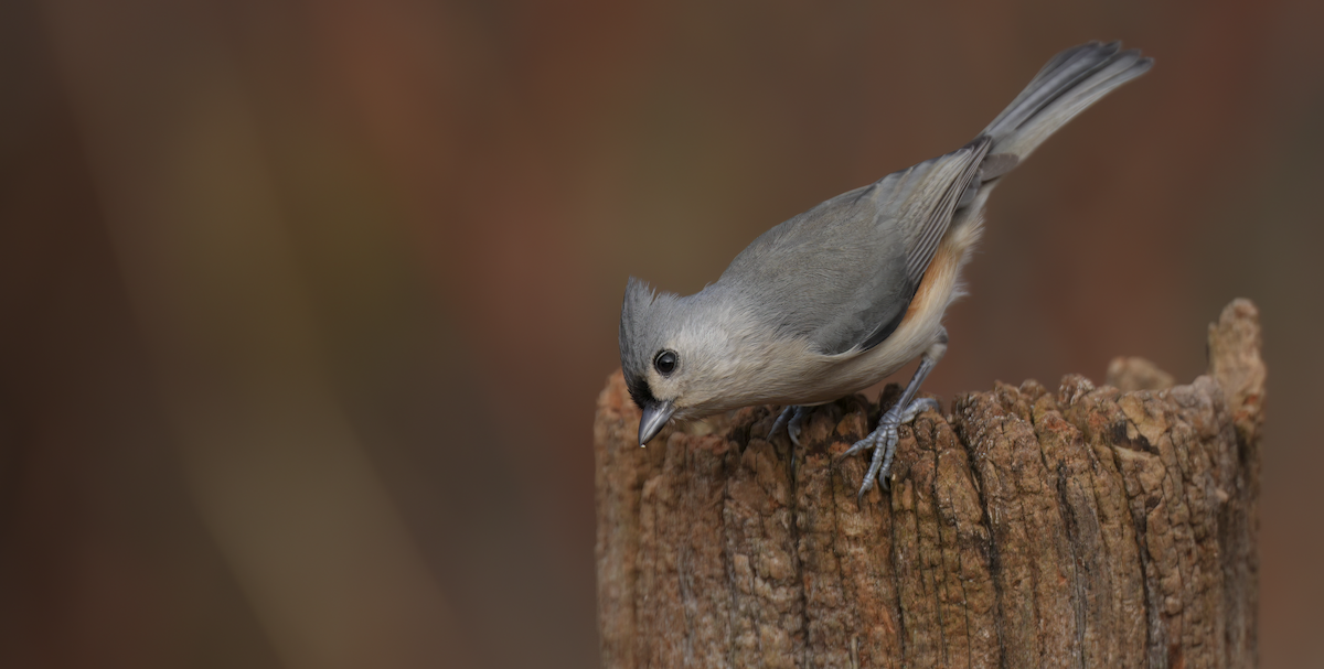 Tufted Titmouse - ML645713407
