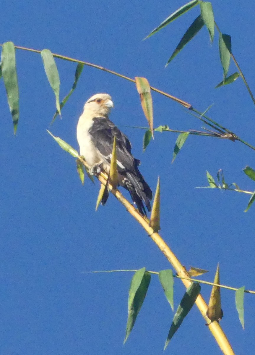 Yellow-headed Caracara - ML645713410