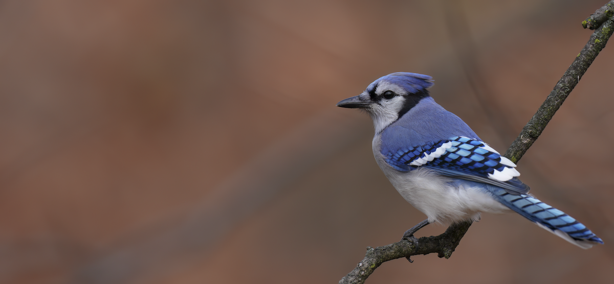 Blue Jay - ML645713414