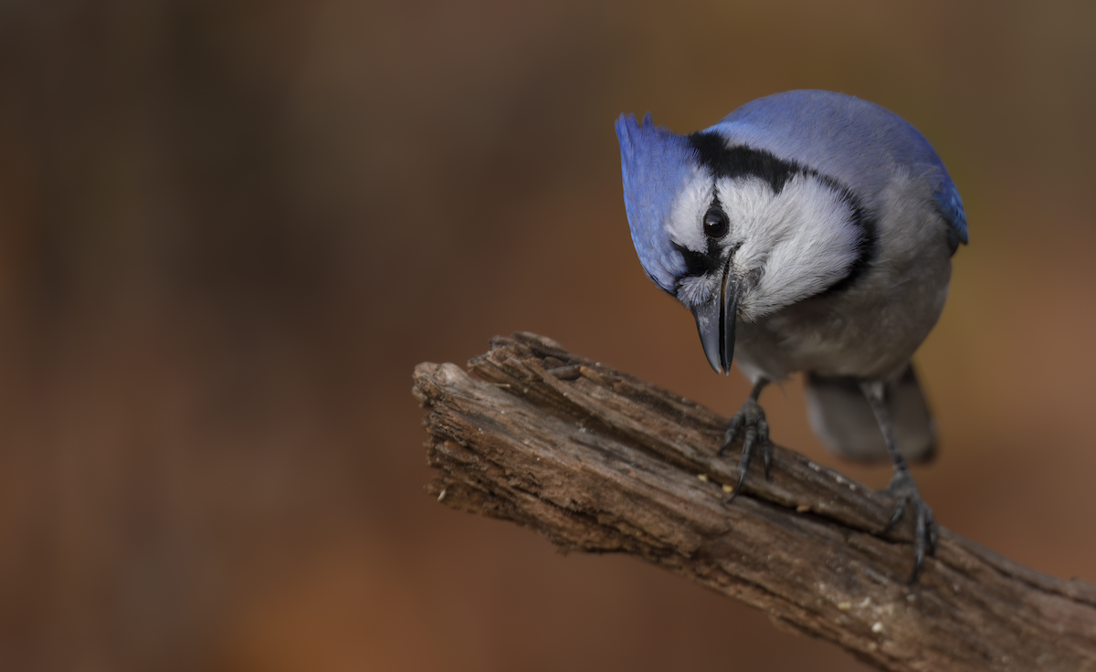 Blue Jay - ML645713416
