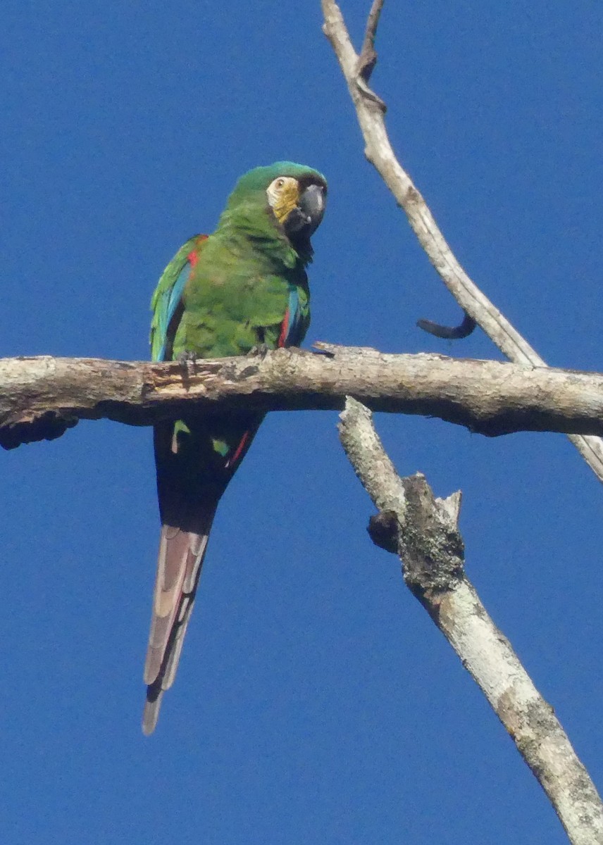 Chestnut-fronted Macaw - ML645713417