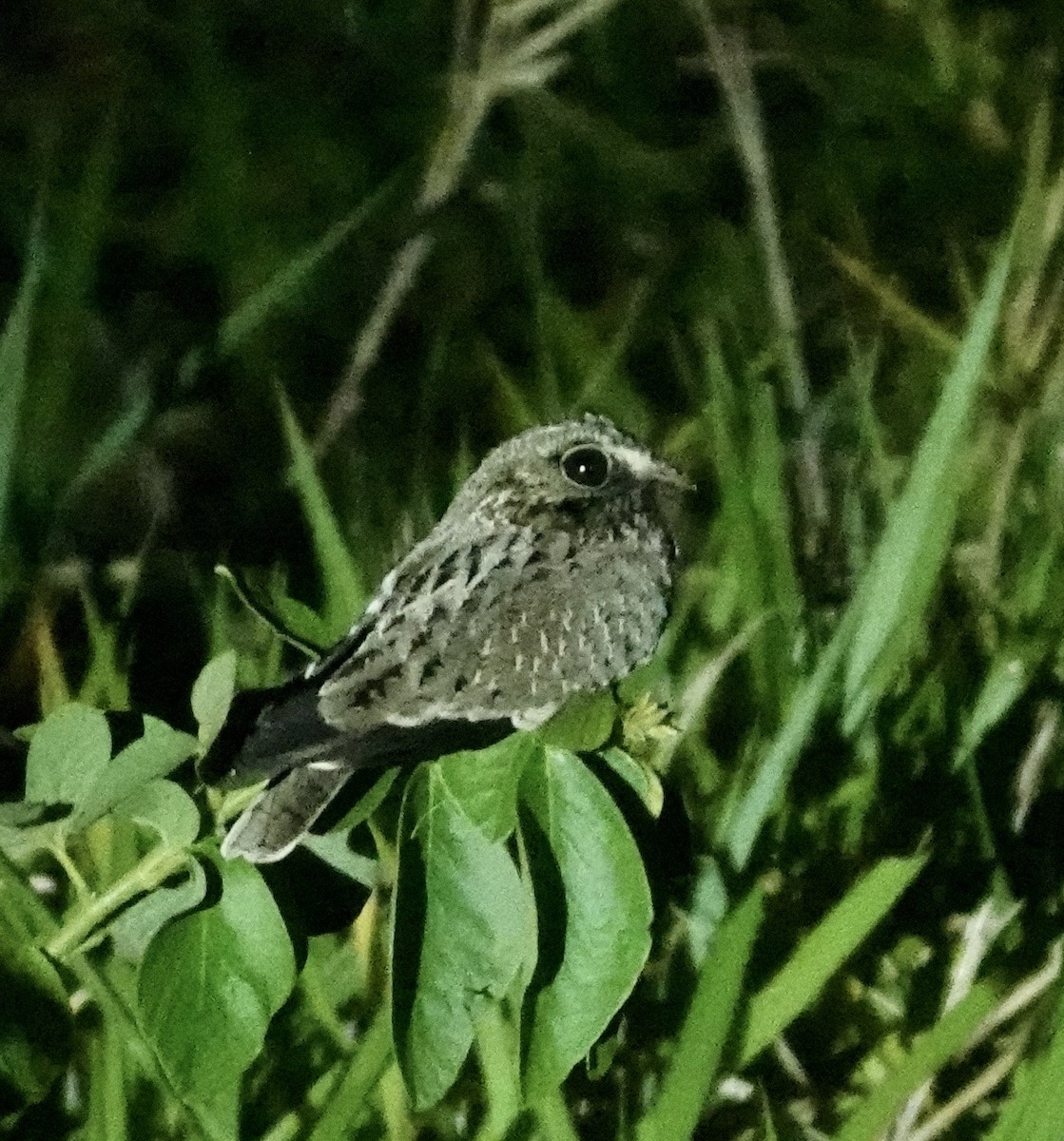 Sichelschwingen-Nachtschwalbe - ML645713418