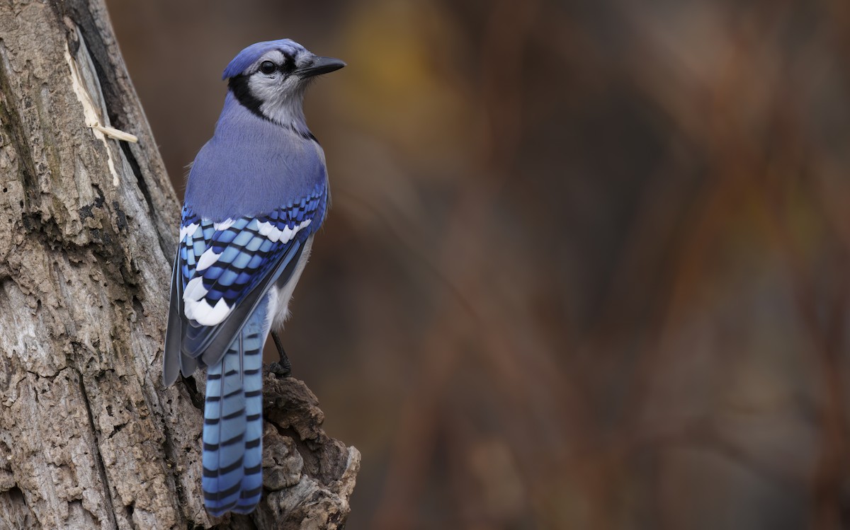 Blue Jay - ML645713447