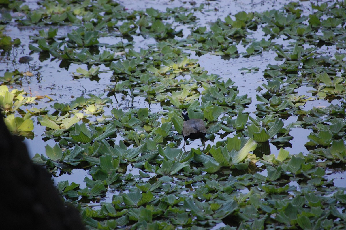 Бронзовокрылая якана - ML645713458