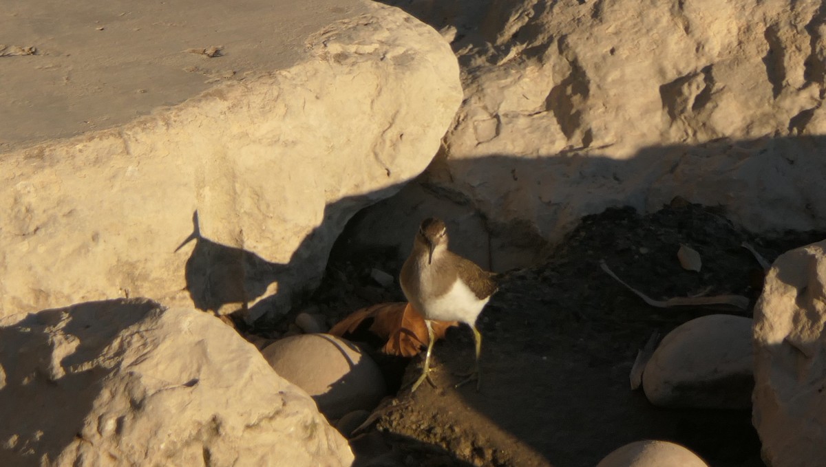 Хайргын хөгчүү - ML645713464