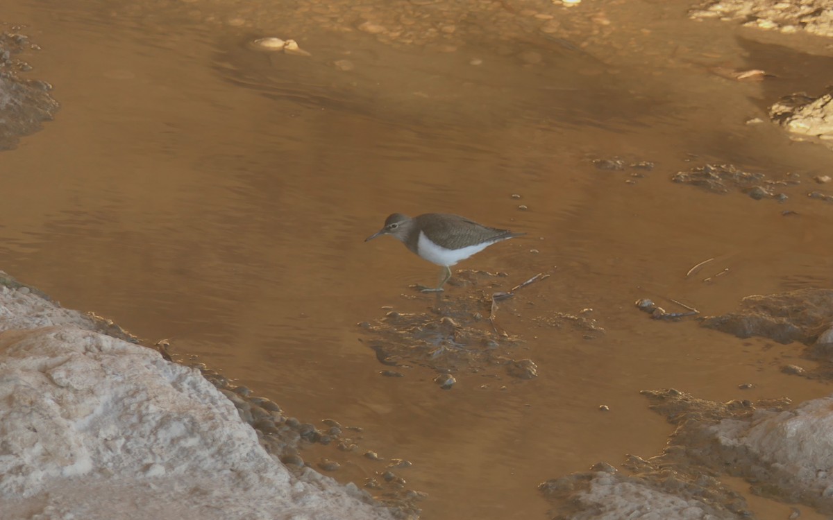 Хайргын хөгчүү - ML645713466