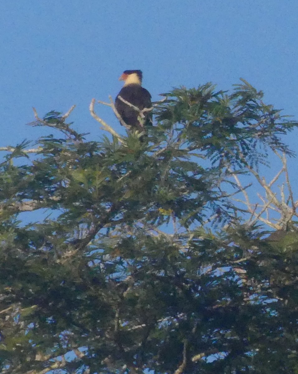 Crested Caracara - ML645713469
