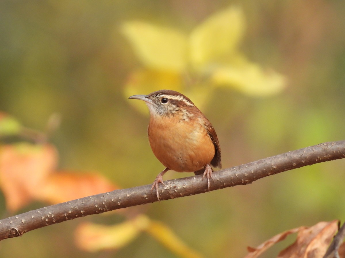 Carolina Wren - ML645713474