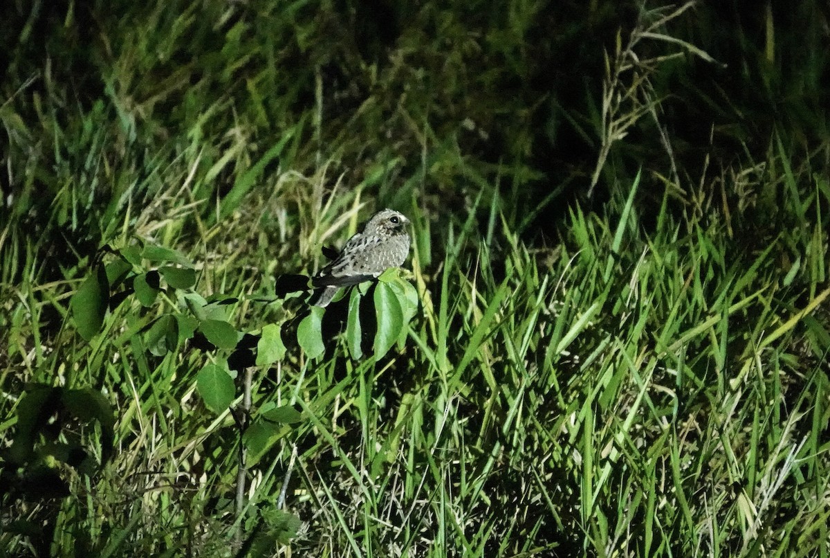 Sichelschwingen-Nachtschwalbe - ML645713475