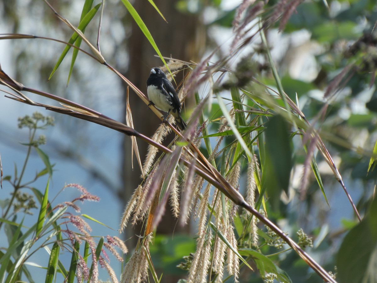 sørgefrøeter - ML645713476