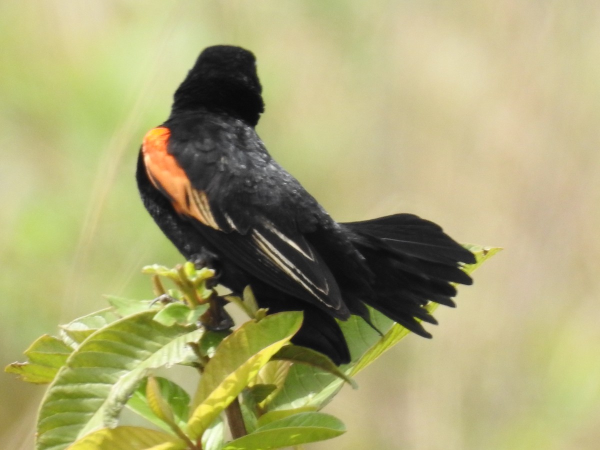 rødvingevever - ML645713477