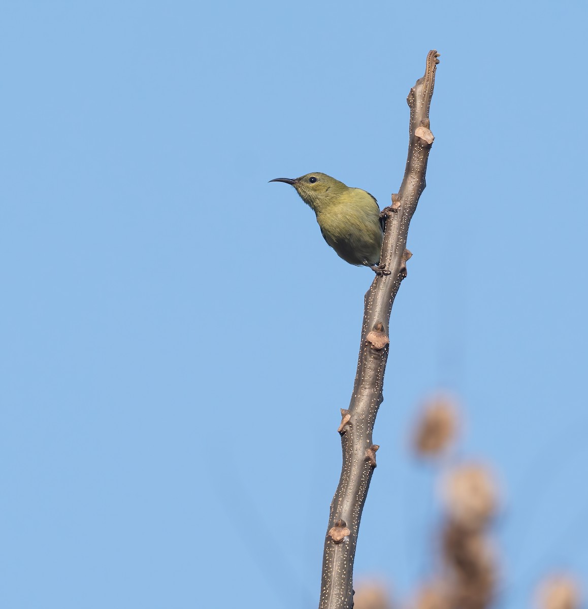 gaffelsolfugl - ML645713478