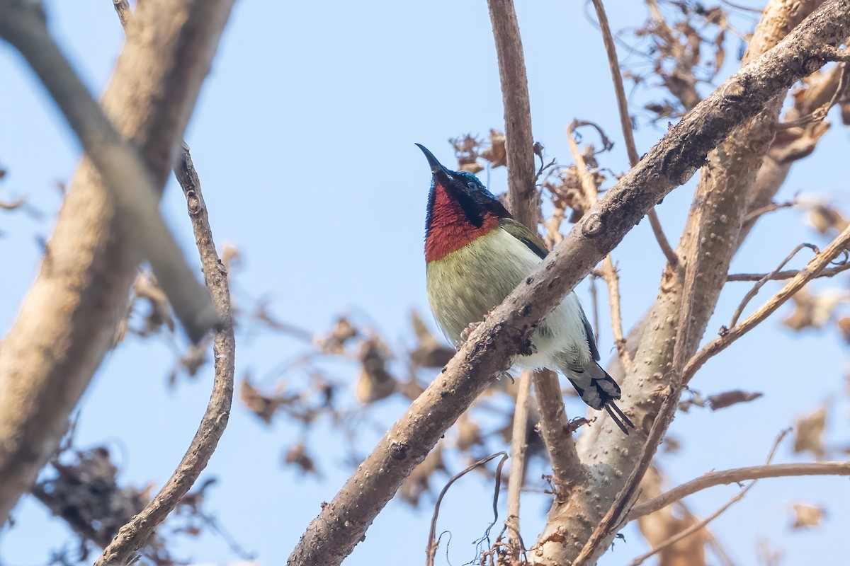 gaffelsolfugl - ML645713479